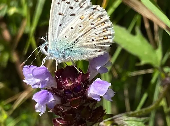 Apartment Ca' Alba Sestola