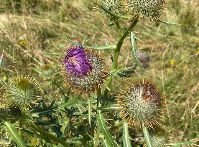 Lejlighed Ca' Alba Sestola