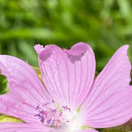 Apartamento Ca' Alba Sestola