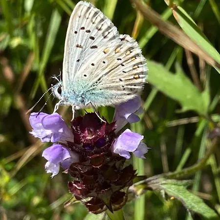 Apartamento Ca' Alba Sestola