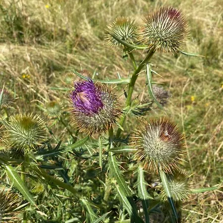 Apartamento Ca' Alba Sestola