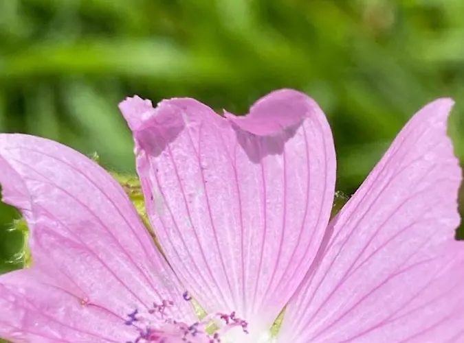 Appartement Ca' Alba Sestola